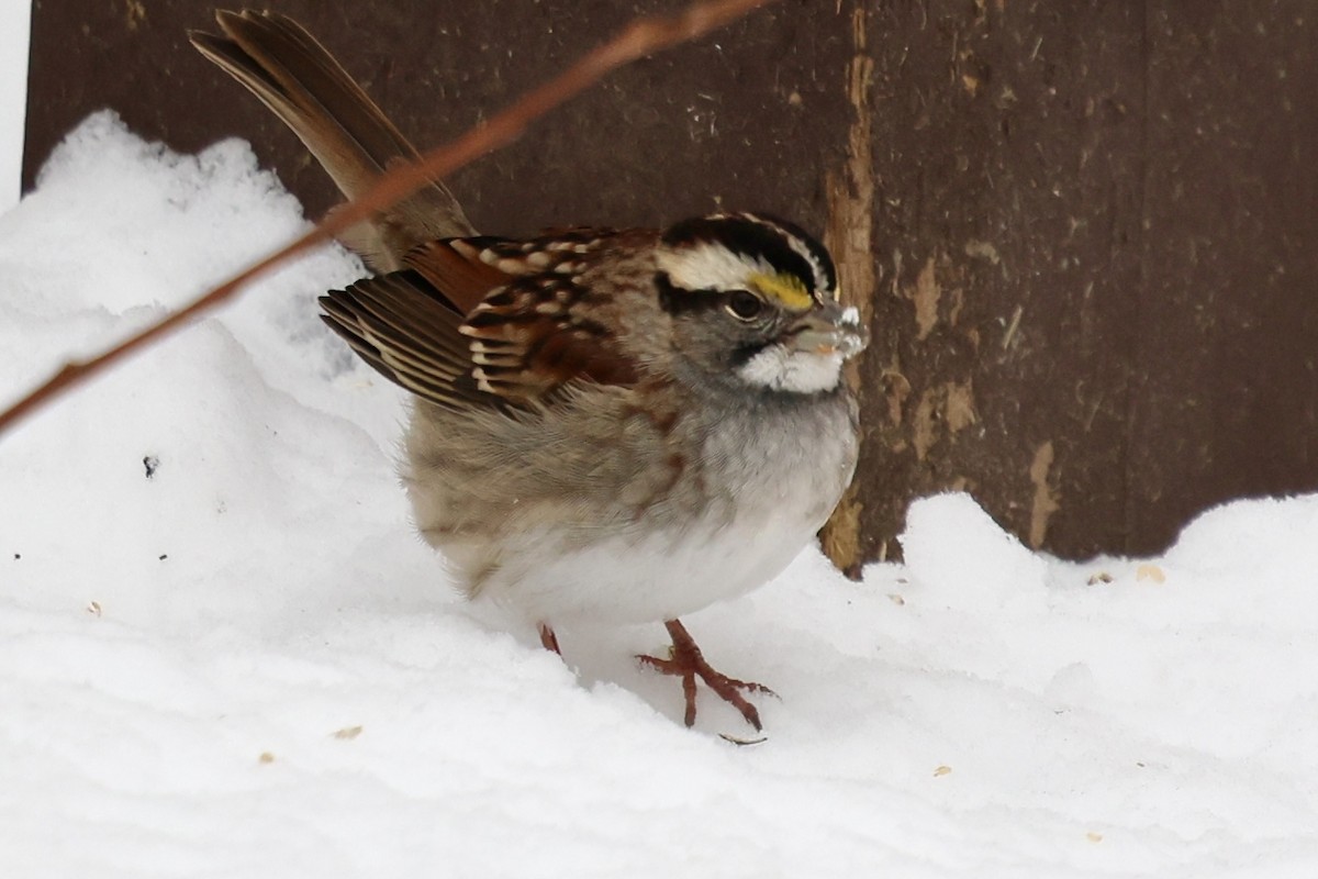 White-throated Sparrow - ML646456099