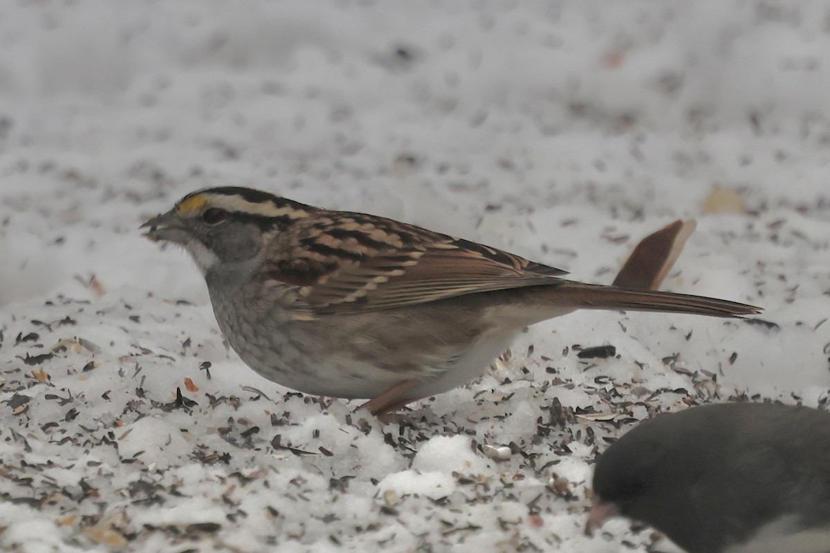 White-throated Sparrow - ML646456100