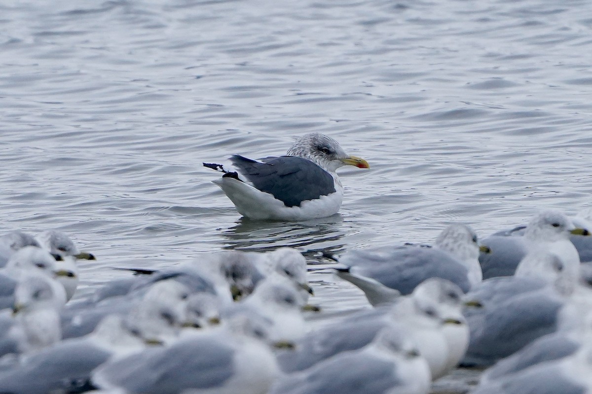 Lesser Black-backed Gull - ML646456101