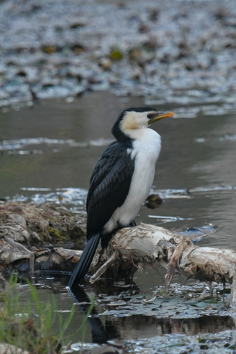 Little Pied Cormorant - ML646456102