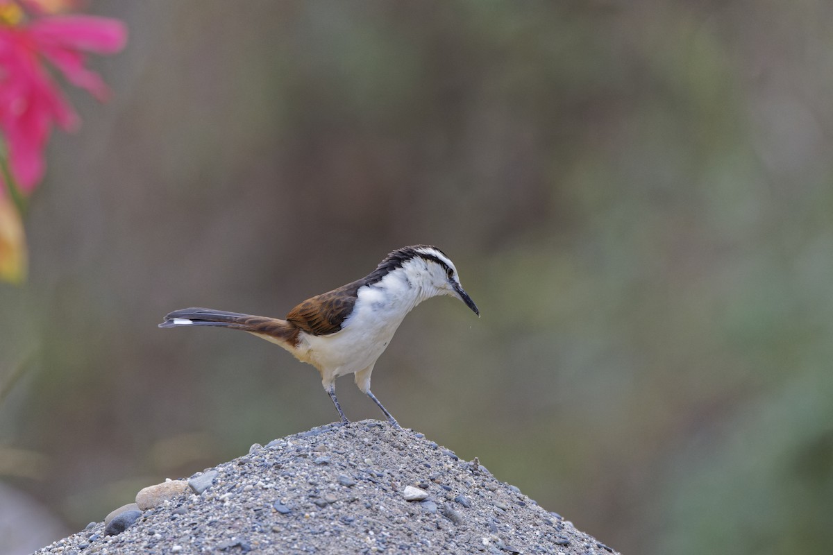 Bicolored Wren - ML646456103
