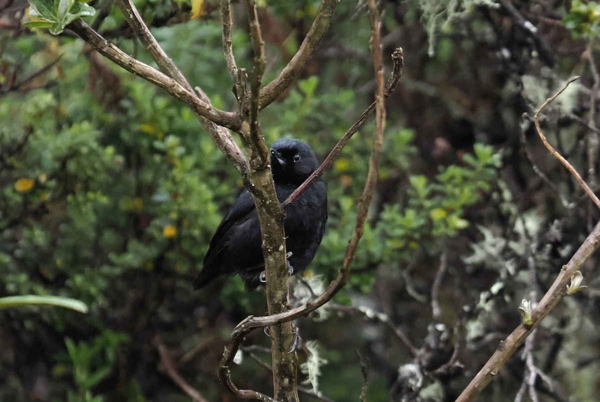 Glossy Flowerpiercer - ML646456104