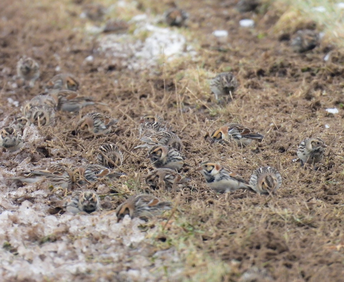 Lapland Longspur - ML646456106