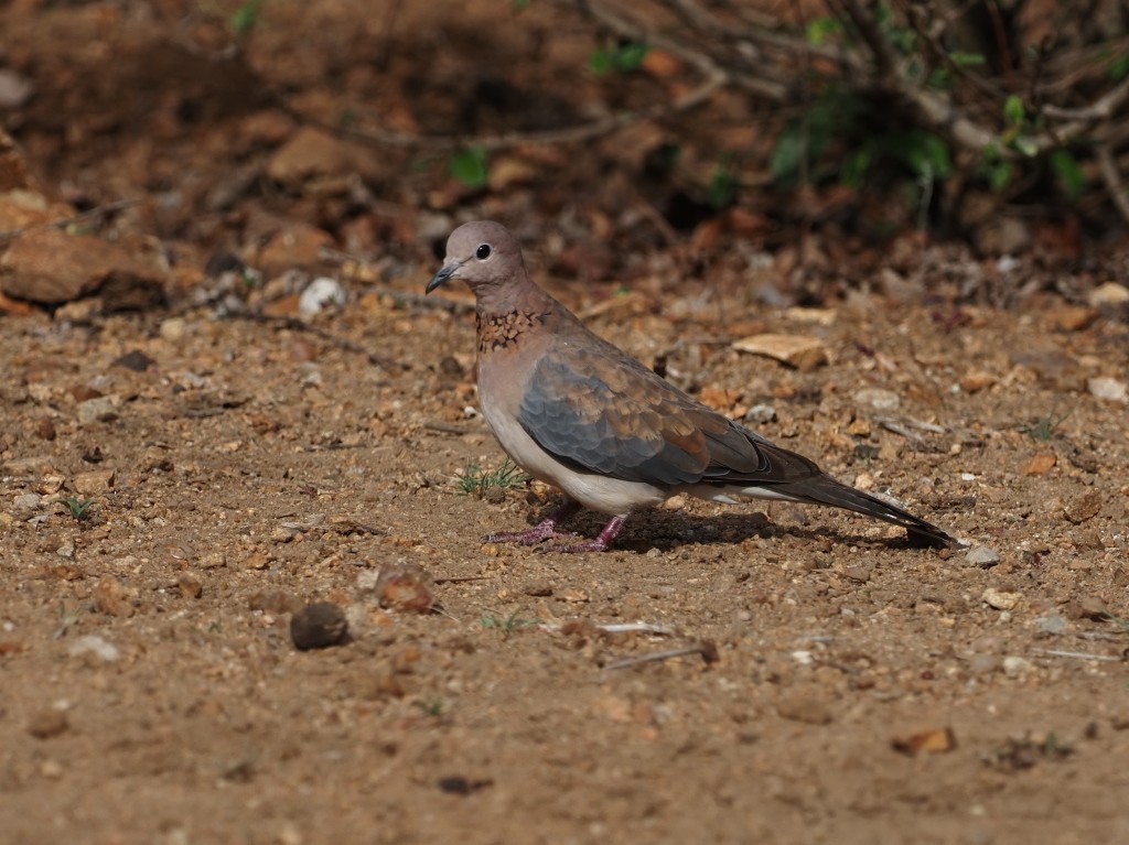 Laughing Dove - ML646456109