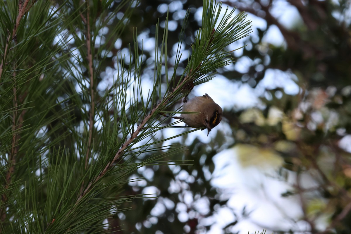 Goldcrest - ML646456112