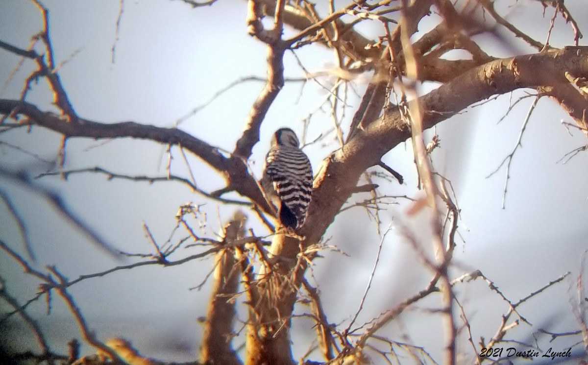 Ladder-backed Woodpecker - ML646456113