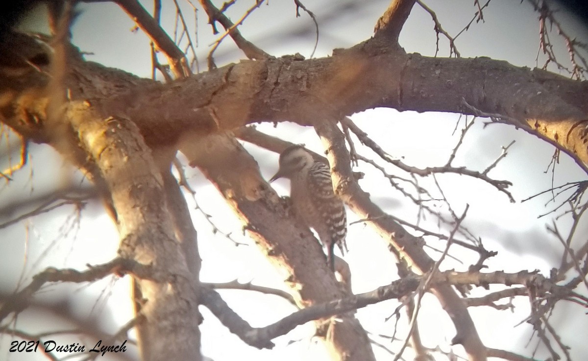 Ladder-backed Woodpecker - ML646456114