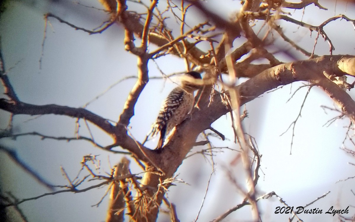 Ladder-backed Woodpecker - ML646456115