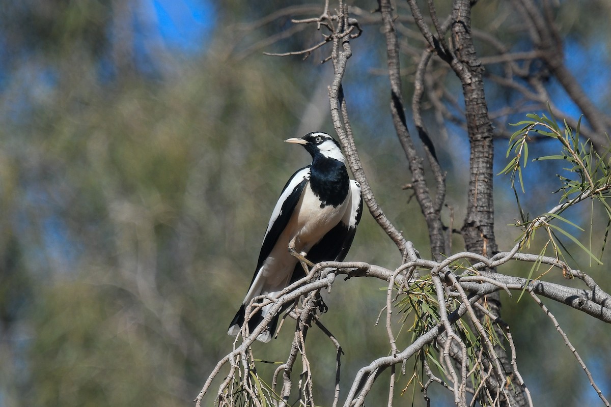 Magpie-lark - ML646456119
