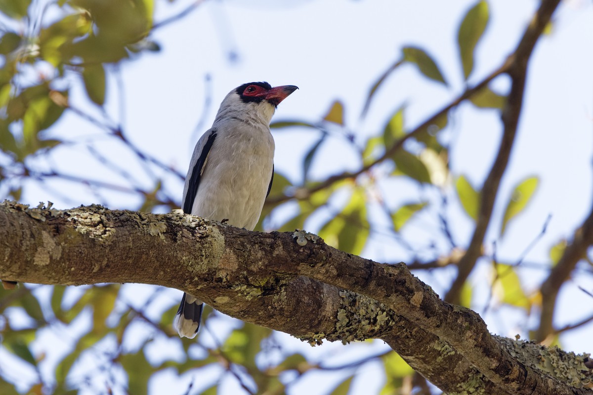 Masked Tityra - ML646456120