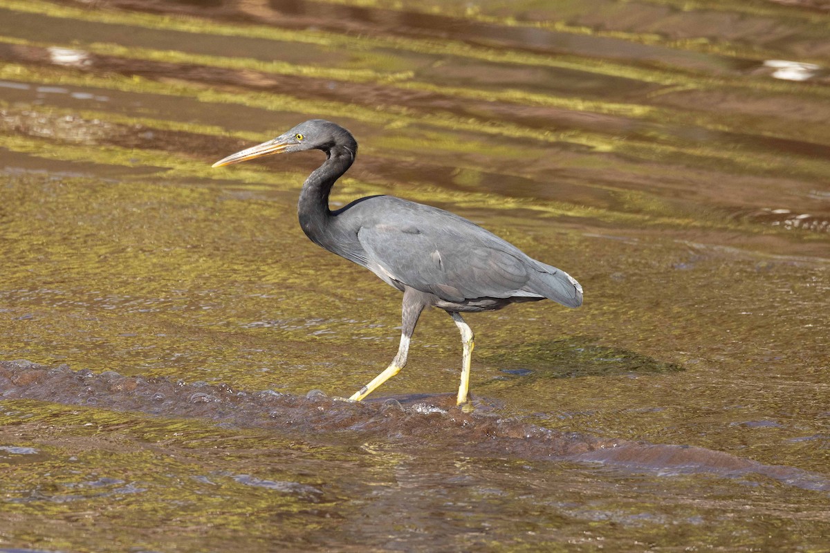 Aigrette sacrée - ML646456122