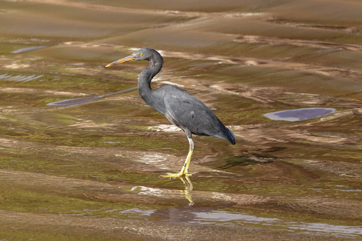 Aigrette sacrée - ML646456123