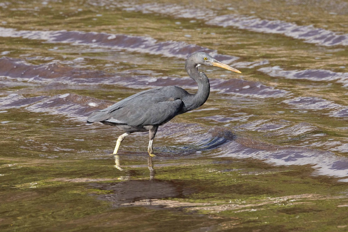 Aigrette sacrée - ML646456124