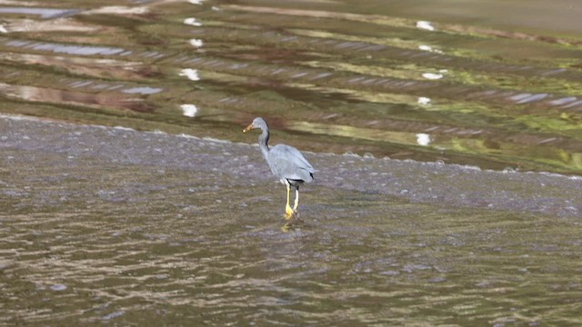 Pacific Reef-Heron - ML646456125