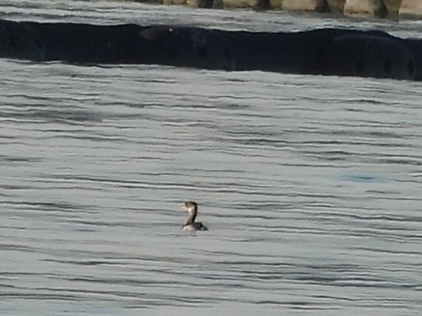 Red-necked Grebe - ML646456126