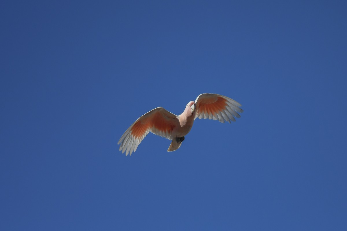 Pink Cockatoo - ML646456129