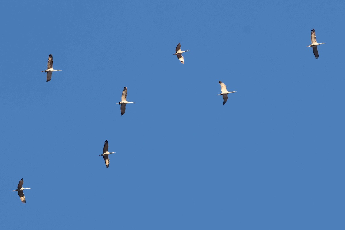 עגור קנדי - ML646456130