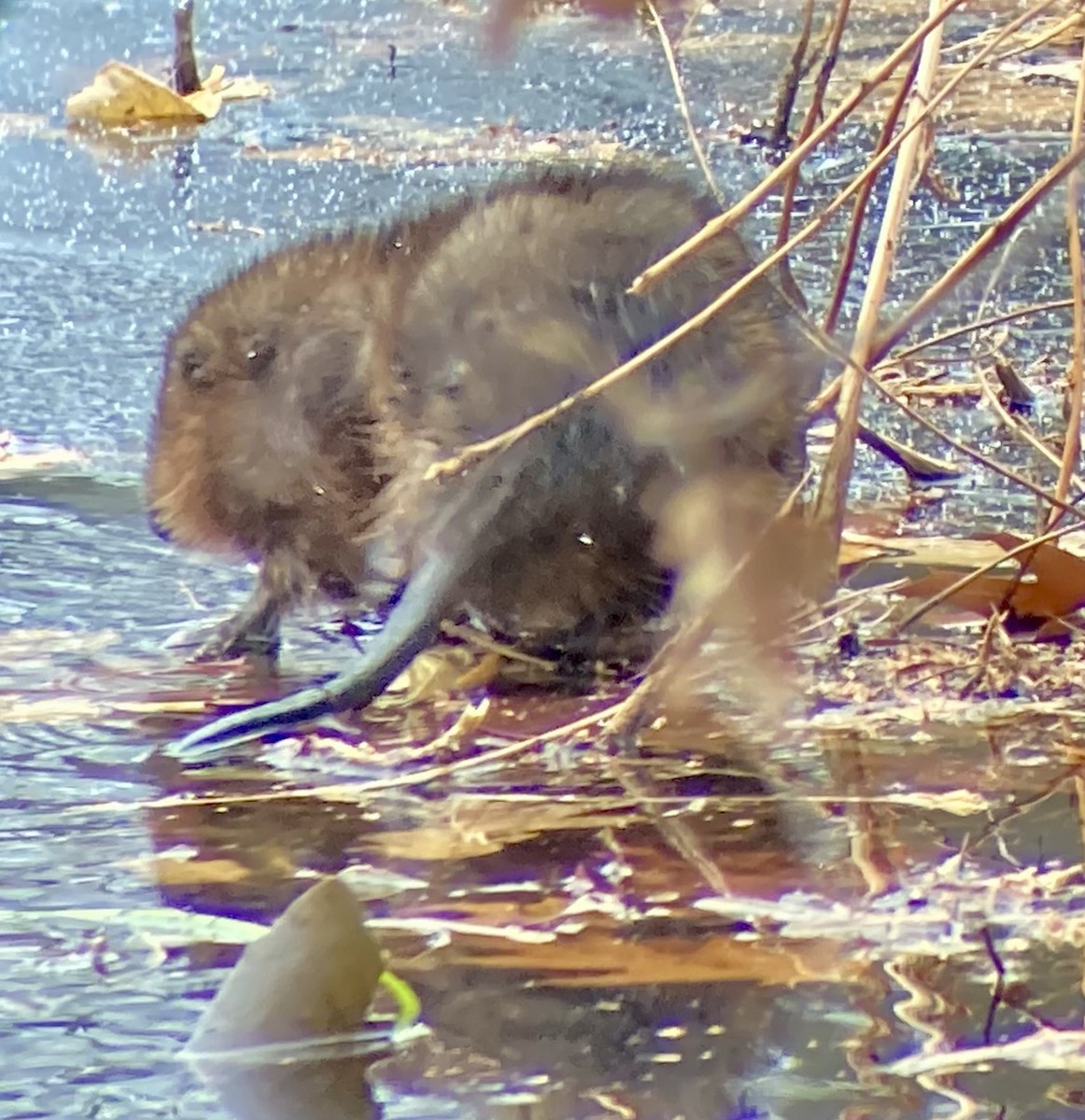 Eastern Muskrat - ML646456132
