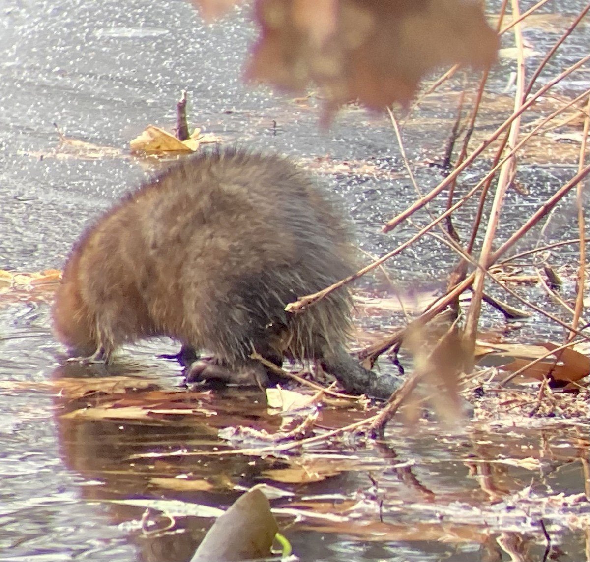 Eastern Muskrat - ML646456133
