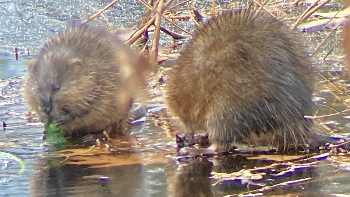 Eastern Muskrat - ML646456135