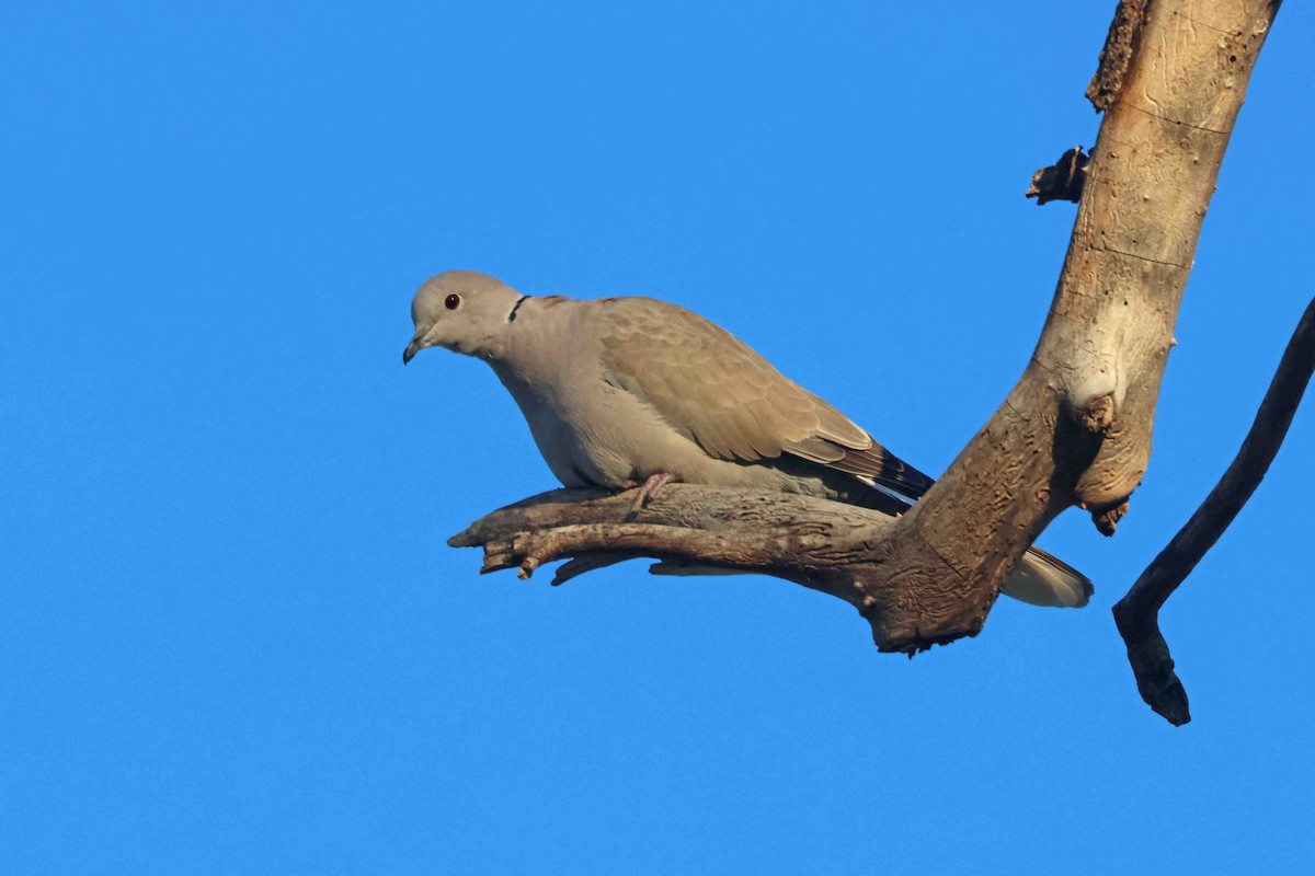 תור צווארון - ML646456137
