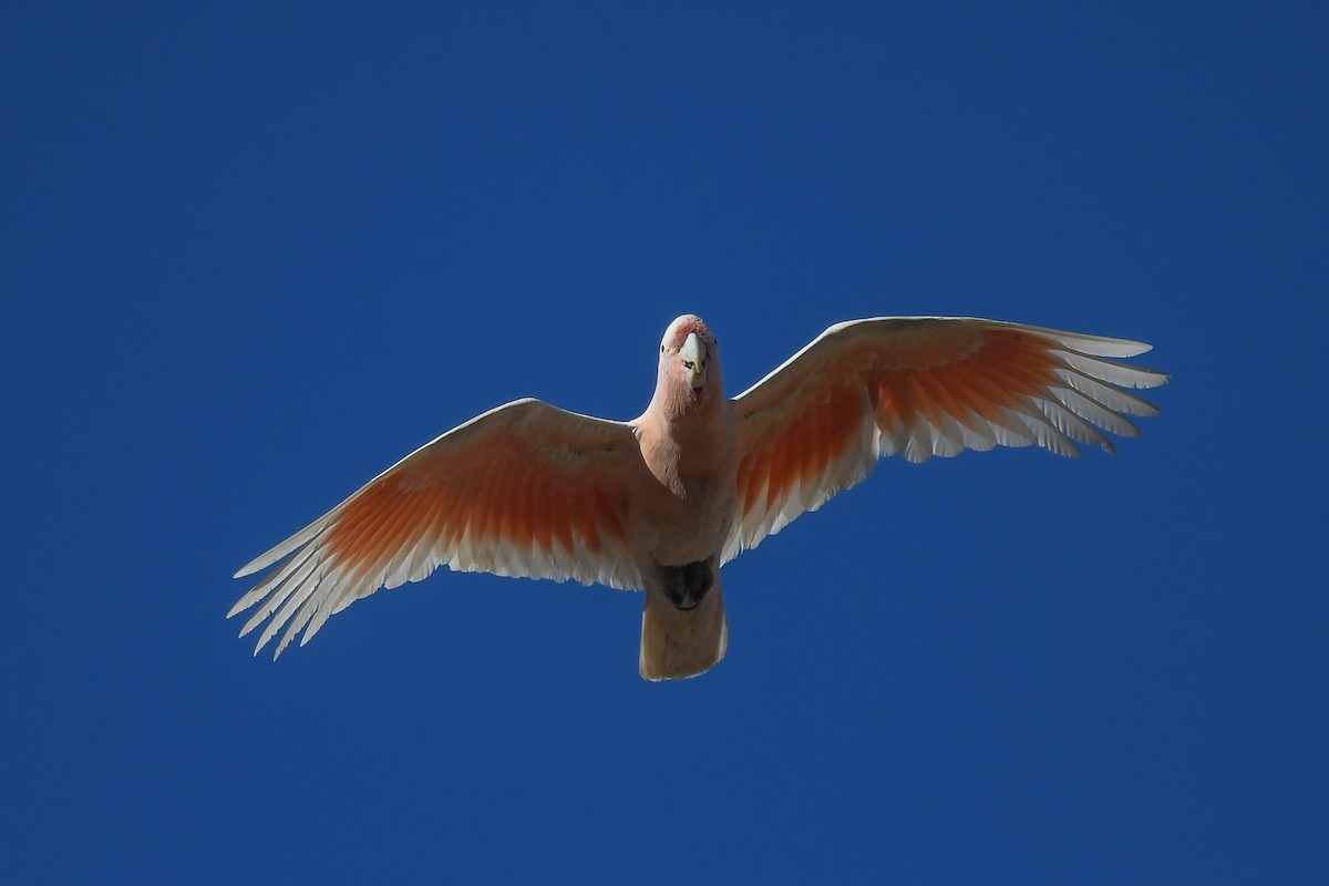 Pink Cockatoo - ML646456138