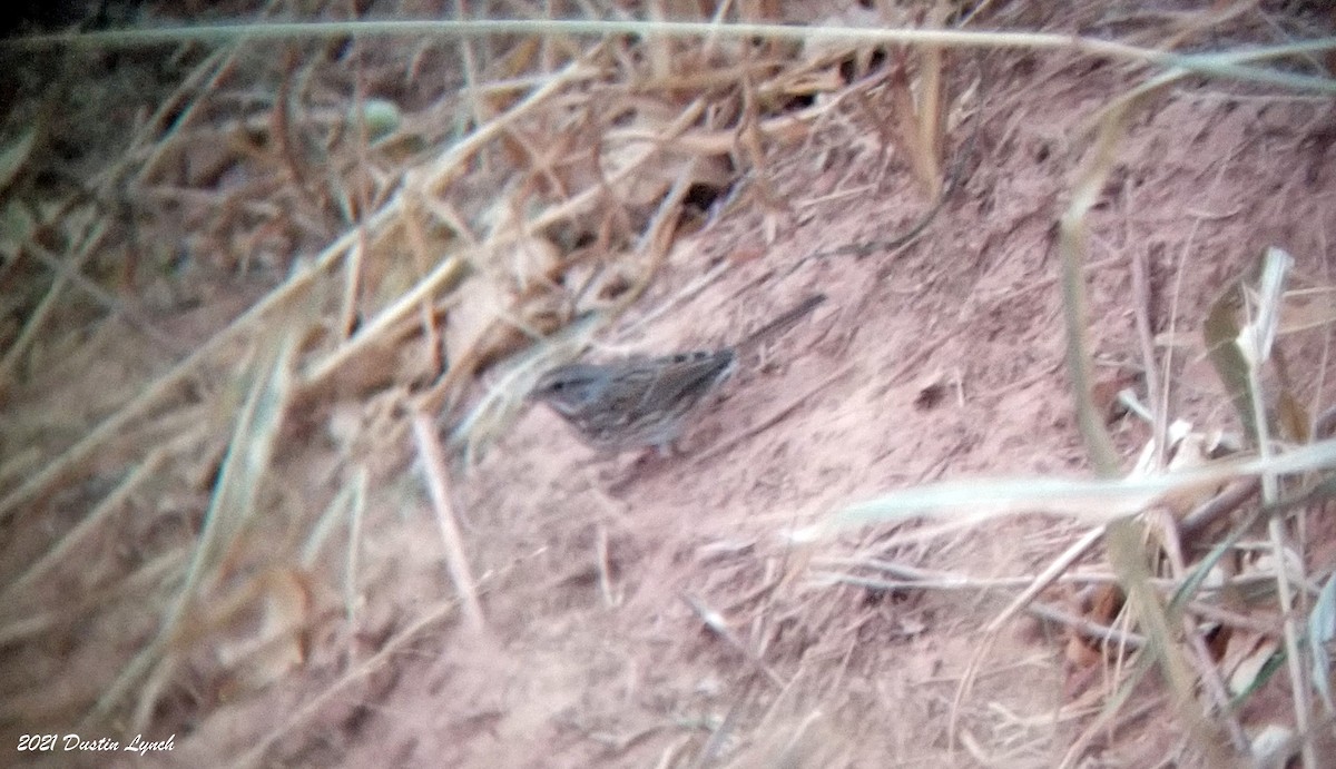 גיבתונית רוננת - ML646456139