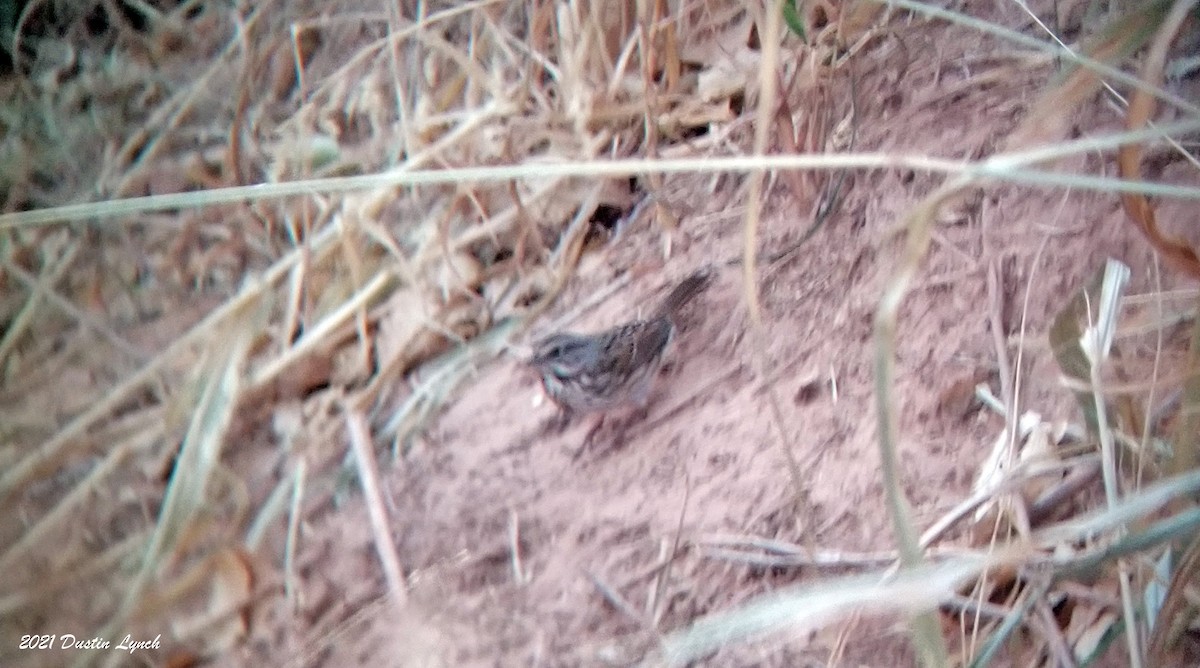 גיבתונית רוננת - ML646456140