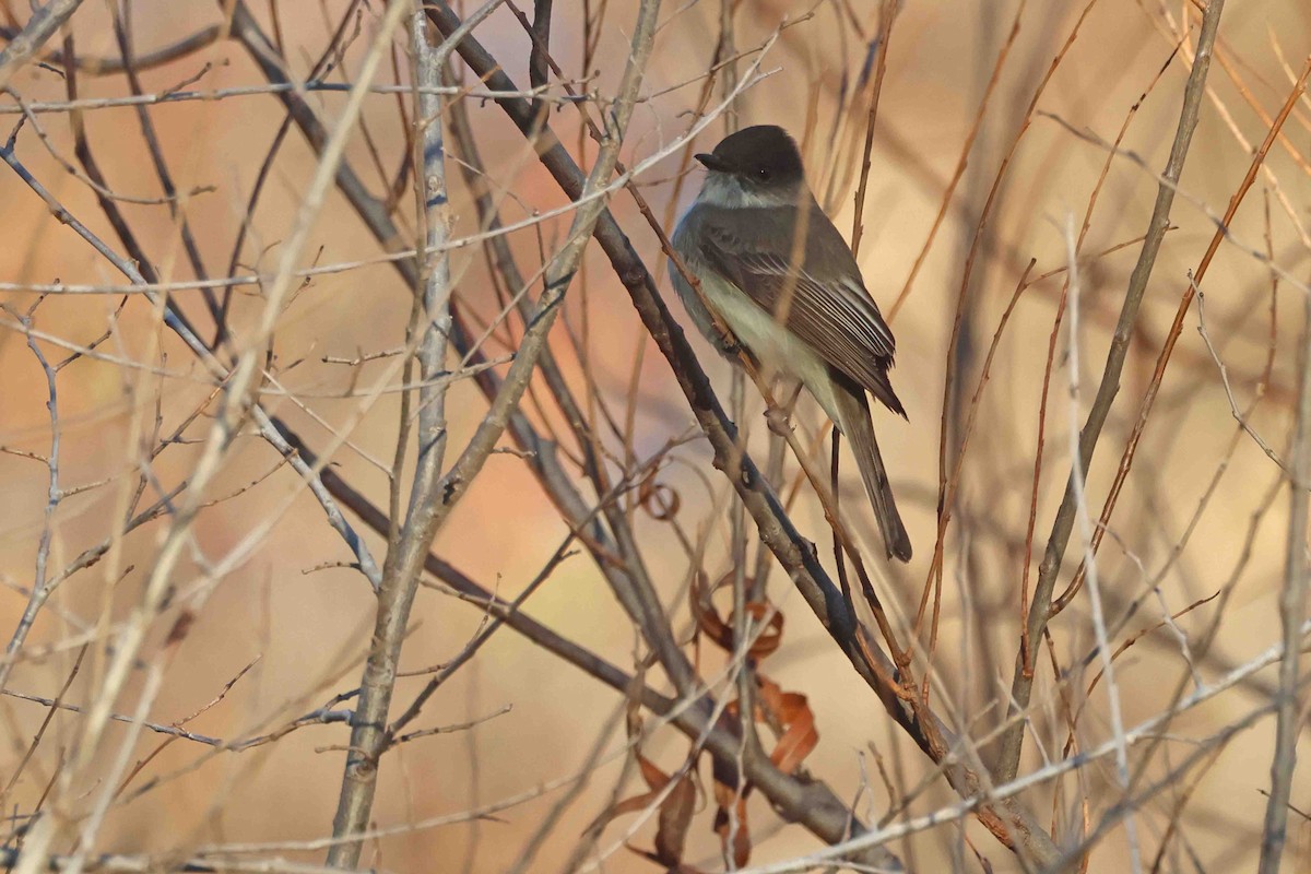 Eastern Phoebe - ML646456141