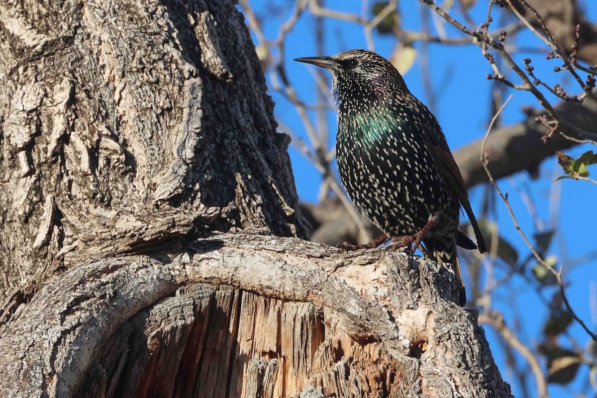 זרזיר מצוי - ML646456143