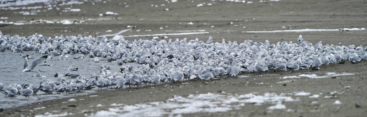 Ring-billed Gull - ML646456144