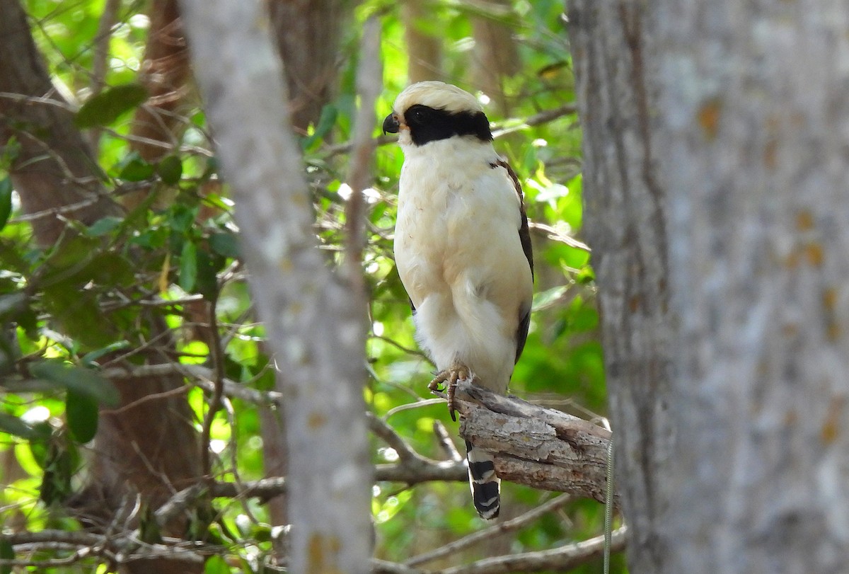 Laughing Falcon - ML646456145