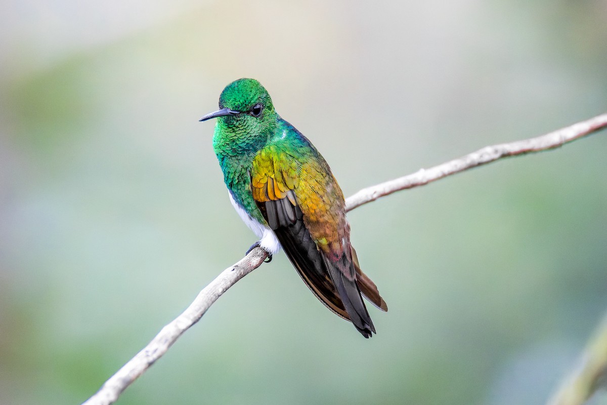 Snowy-bellied Hummingbird - ML646456153