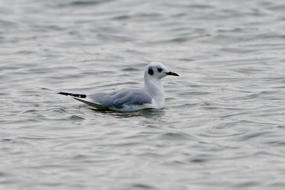 Bonaparte's Gull - ML646456157