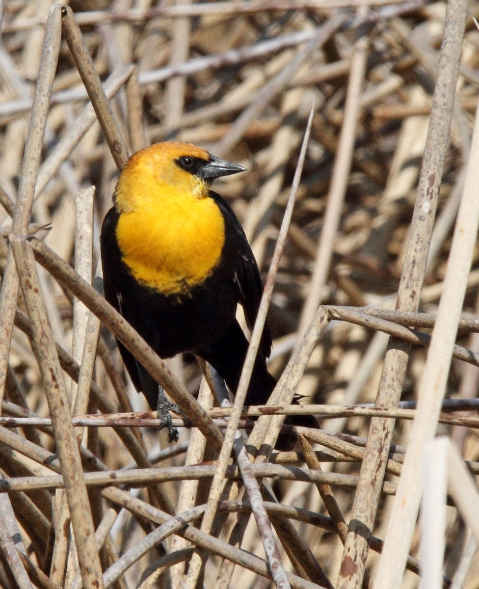 Yellow-headed Blackbird - ML646456161