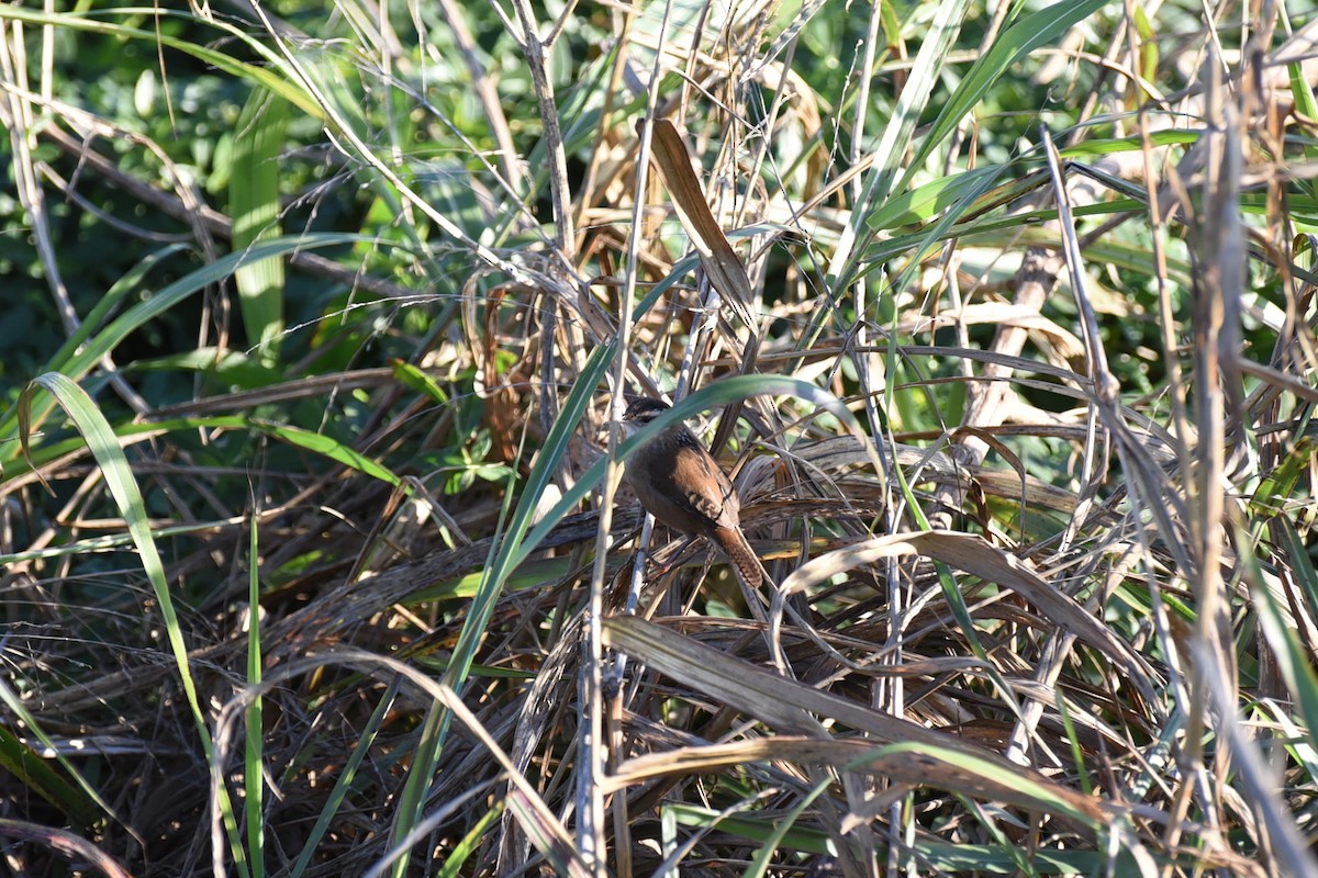 Marsh Wren - ML646456162