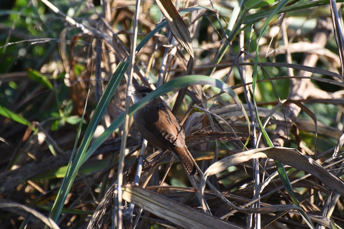 Marsh Wren - ML646456163