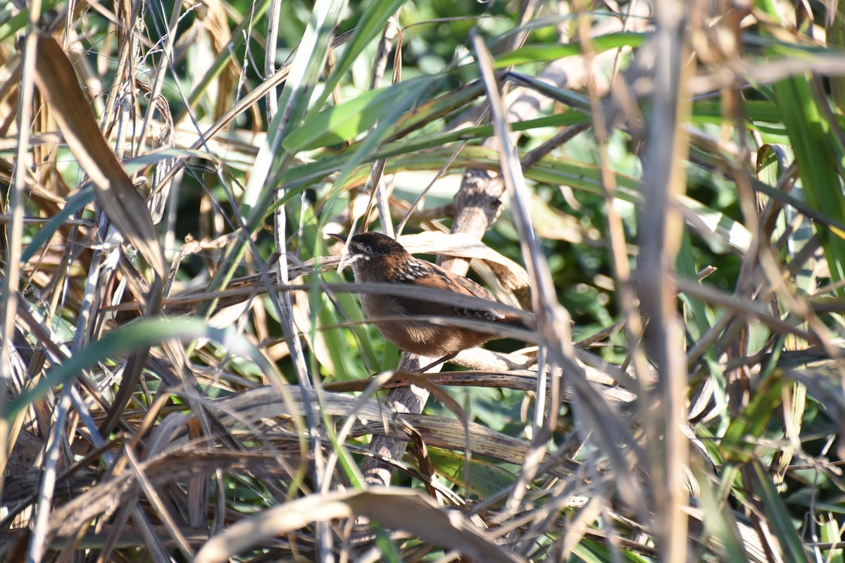 Marsh Wren - ML646456164