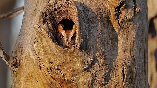 Eastern Screech-Owl - ML646456165