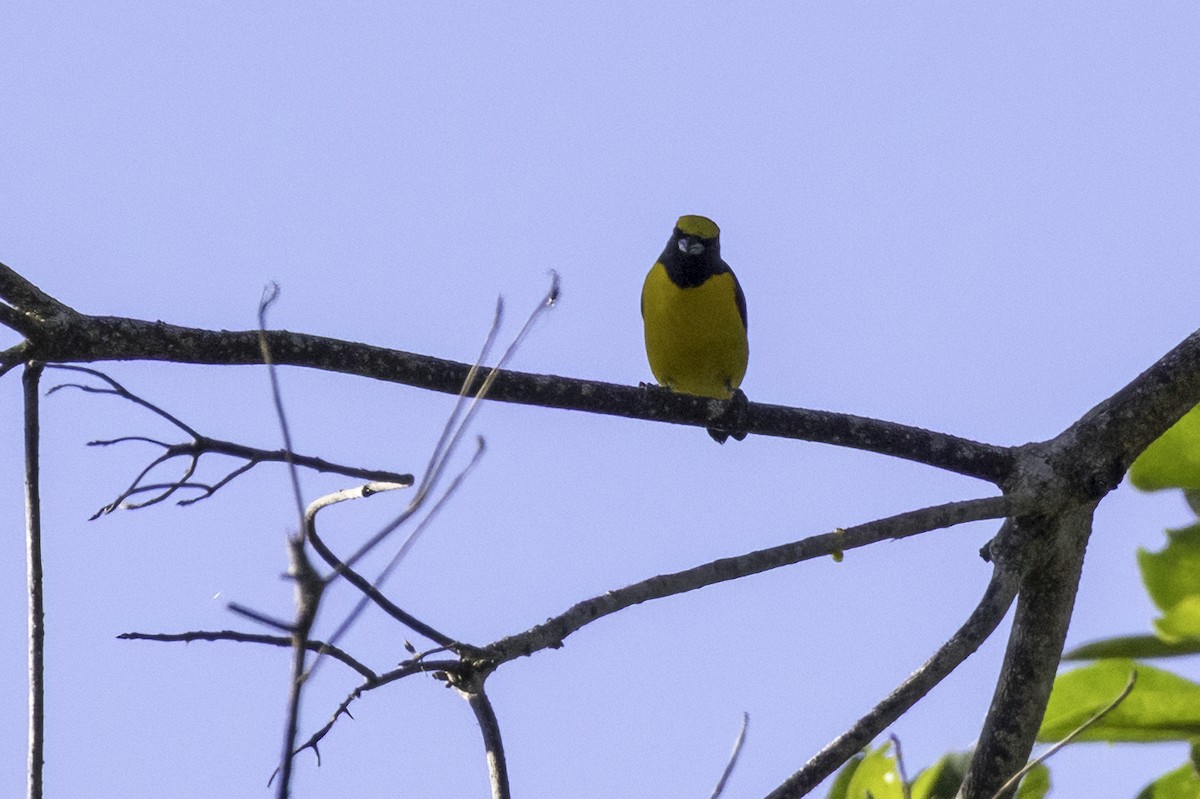 Scrub Euphonia - ML646456166