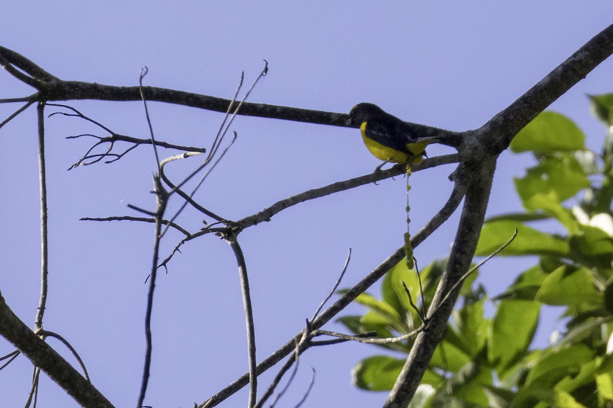 Scrub Euphonia - ML646456167