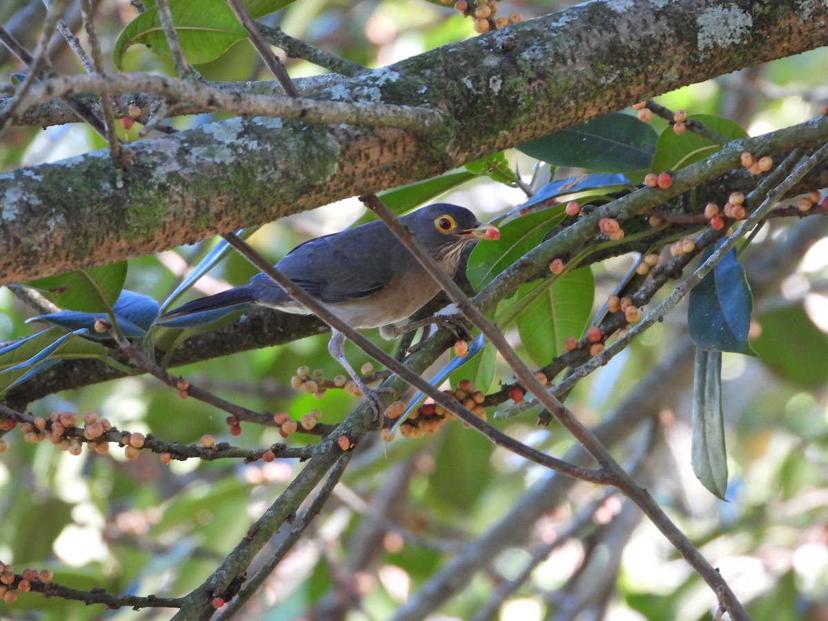 Spectacled Thrush - ML646456168