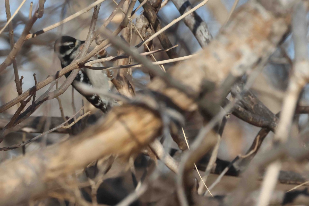 Downy Woodpecker - ML646456169