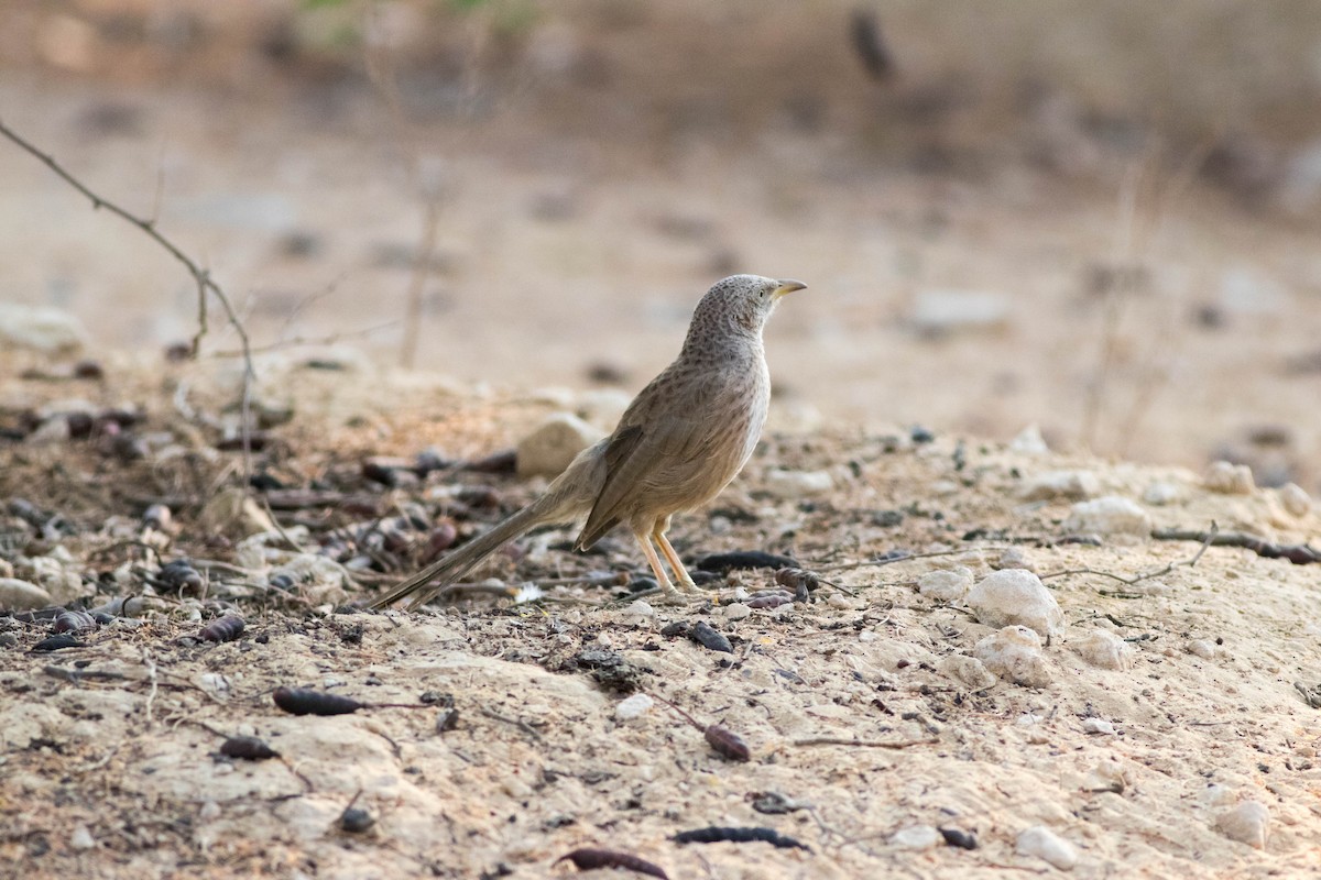 Arabian Babbler - ML646456171
