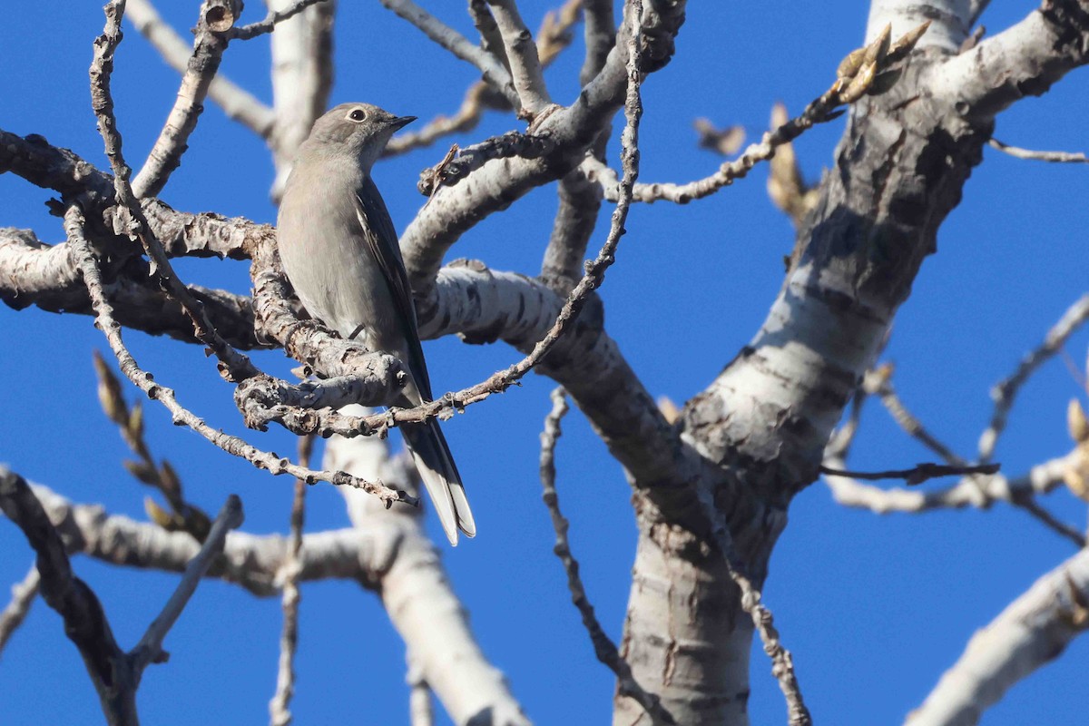 Townsend's Solitaire - ML646456172