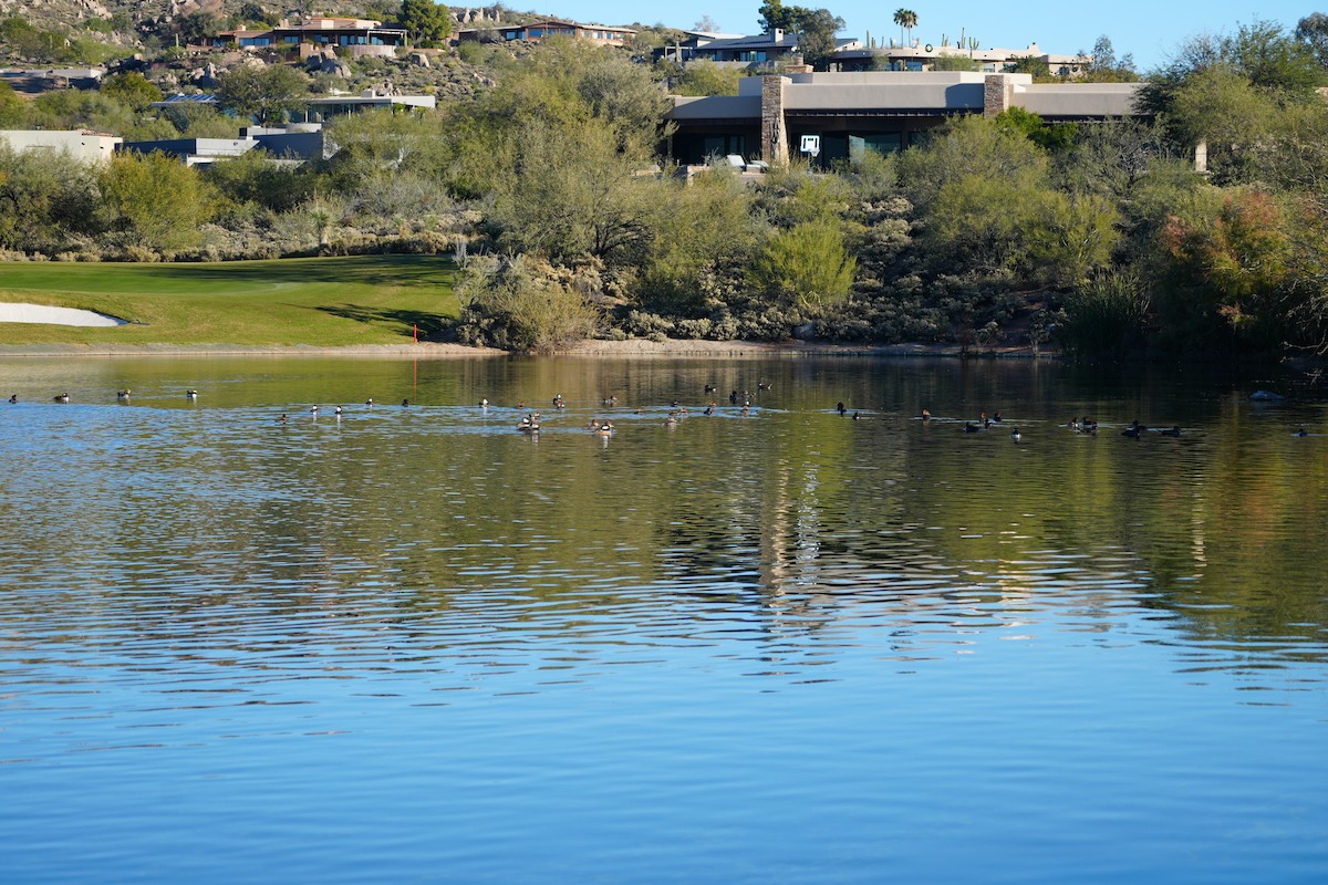 Hooded Merganser - ML646456178