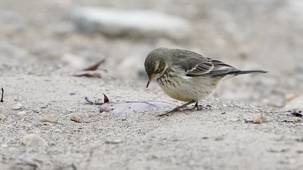 American Pipit - ML646456179