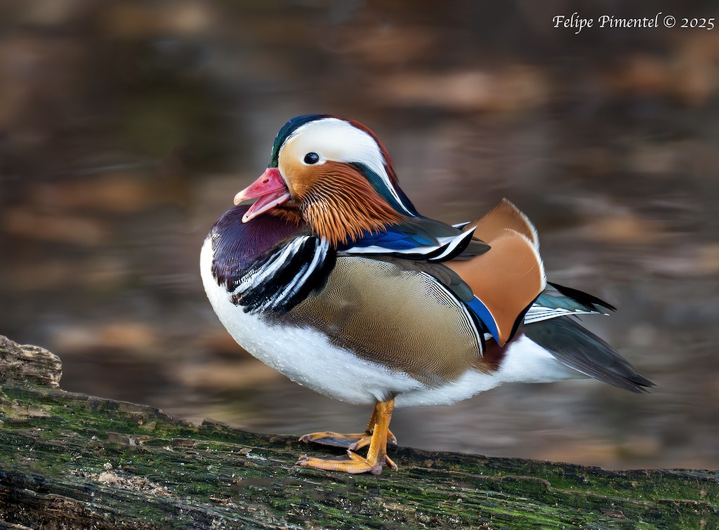 Mandarin Duck - ML646456180