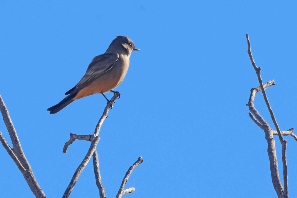 Say's Phoebe - ML646456182