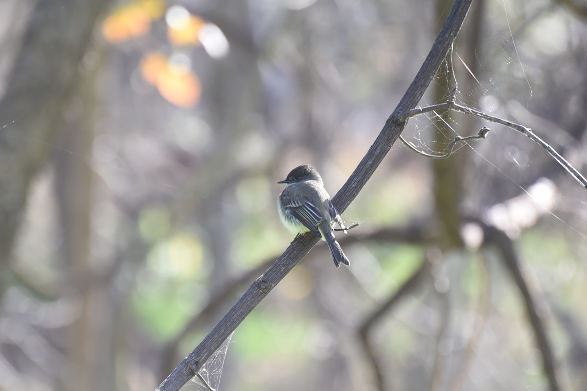 Eastern Phoebe - ML646456183